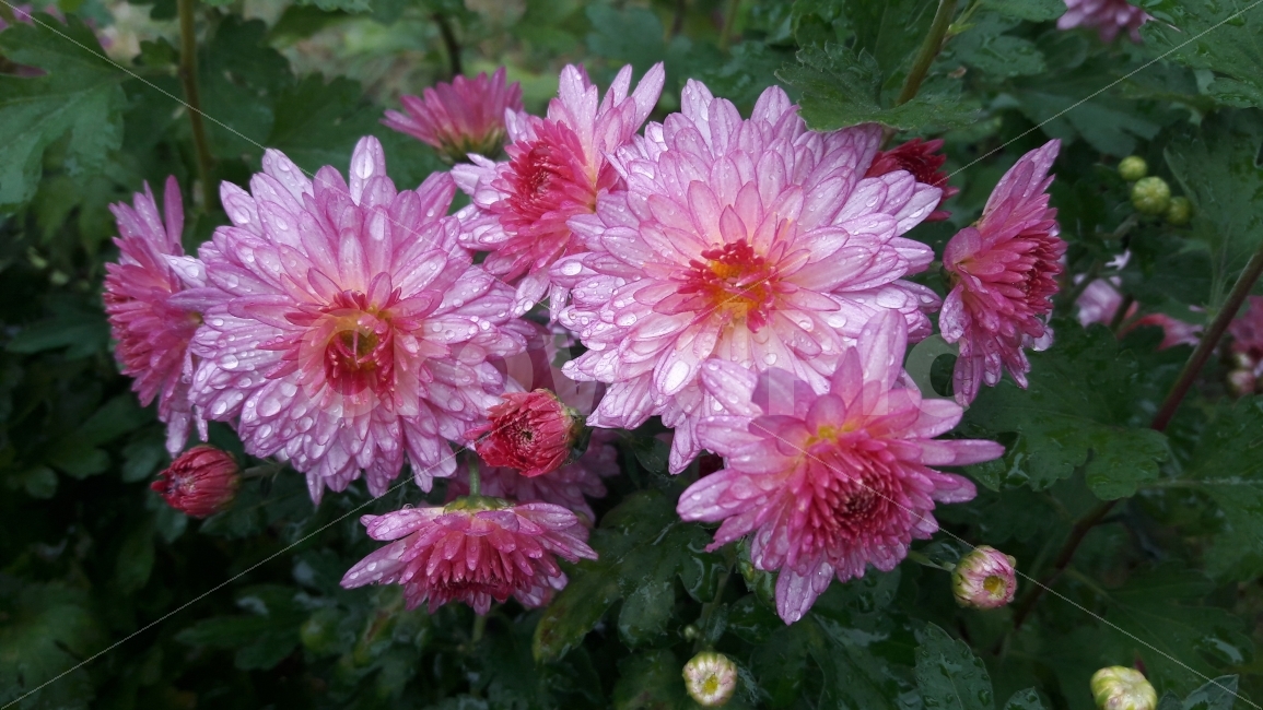 꽃,국화,분홍,빨강,빗방울,식물,자연,plants,nature,꽃,flower