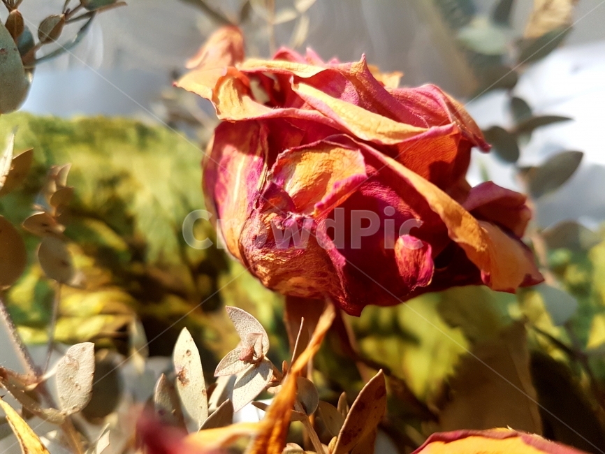 꽃,장미,말린꽃,드라이플라워,flower,색감,빨강,초록,녹색,사진,식물사진,꽃다발,식물,자연,plants,nature,꽃,flower