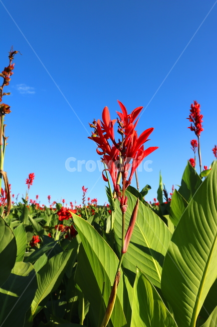 칸나,꽃,칸나꽃,식물,자연,홍초과,빨간색꽃,양주,나리공원,천일홍축제,축제,꽃밭,경기도