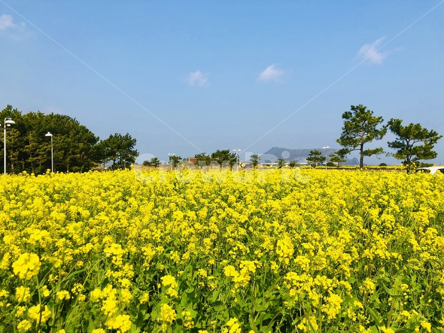 성산유채꽃,유채꽃,성산일출봉유채꽃,꽃밭,유채밭,들,자연,nature,outdoors,제주자연,봄,노란꽃,봄꽃