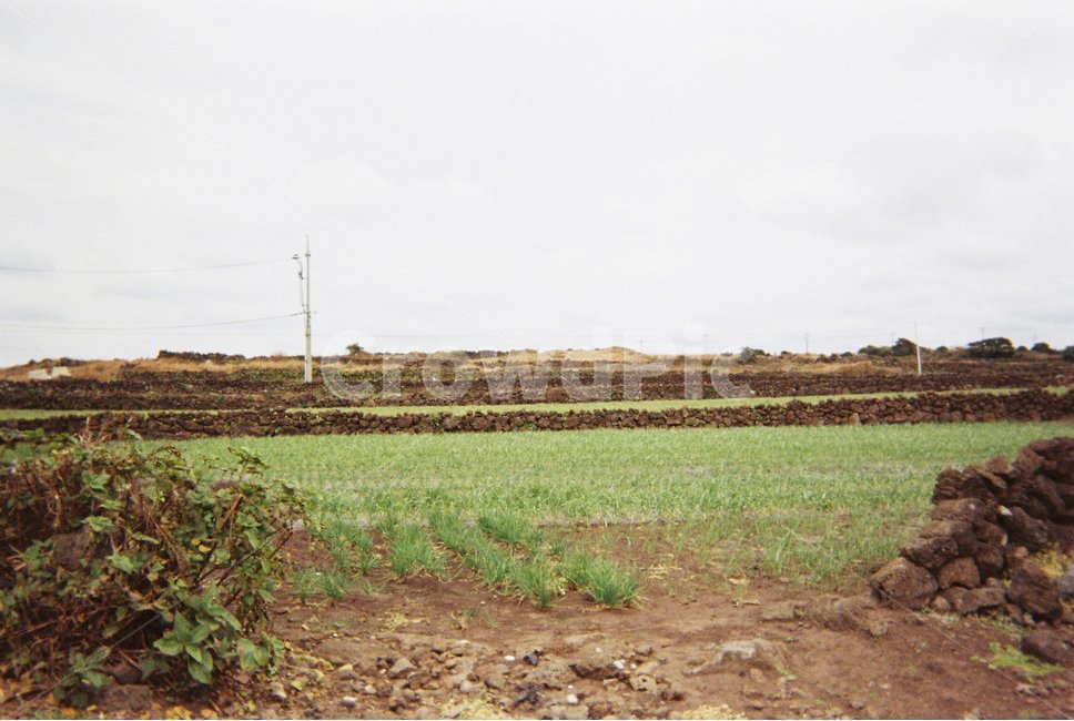 필름,film,아날로그,analog,감성사진,감성,우도,제주도,제주,시골마을,시골풍경,시골,감성,sensible,feeling,산업,industry,industrial,농업,농사,agriculture,farming,farming industry