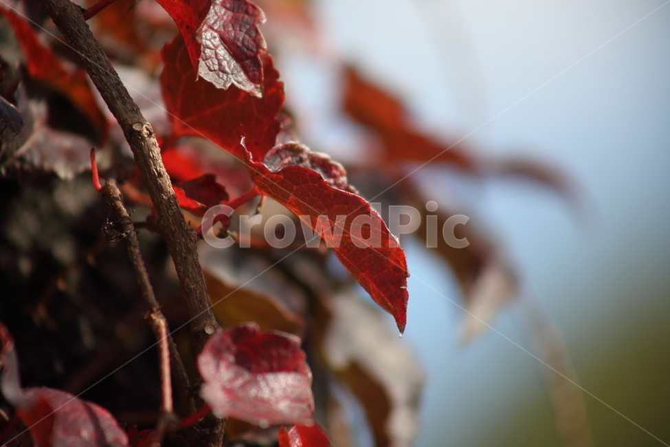 단풍,담쟁이,식물,가을,redleaves,Bostonivy,가을,계절,fall,autumn,season,식물,자연,plants,nature,veins,정맥,plant,leaf,잎