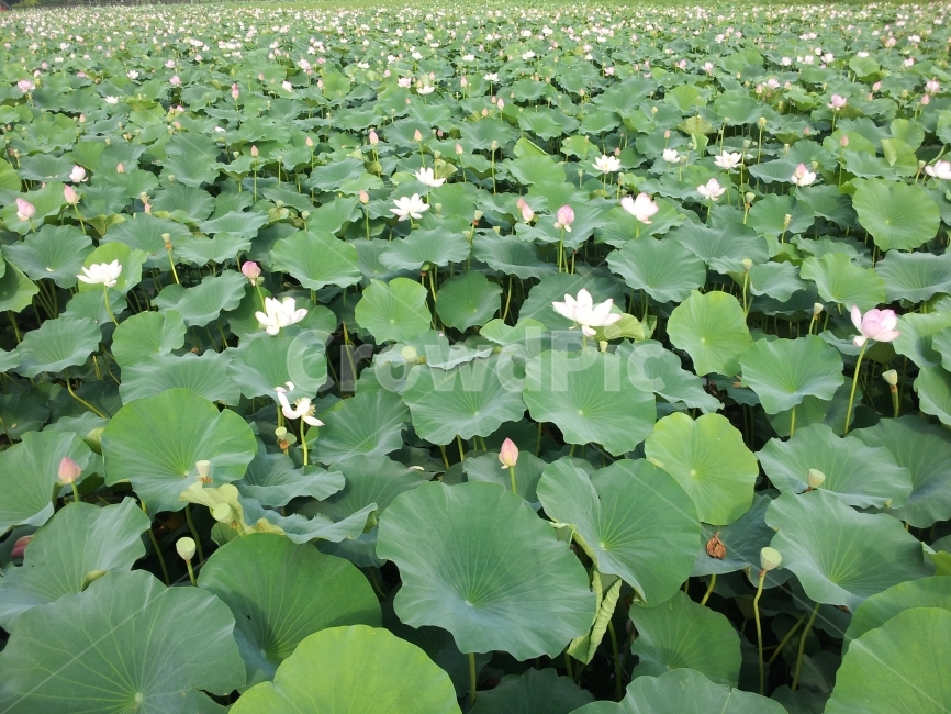 연꽃,꽃,연못,호수,공원,녹색,잎,Lotus,Pond,Flower,식물,자연,plants,nature,꽃,flower