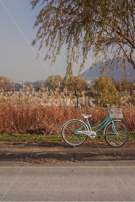 삼락생태공원,자전거,나무,공원,갈대,tree,park,bicyle,reed,sky,가을,계절,fall,autumn,season,자연,풍경,nature,landscape,사물,물건,오브젝트,thing,object,matter,machine,기계,wheel,바퀴,vehicle,차량,bicycle,transportation,교통,bike