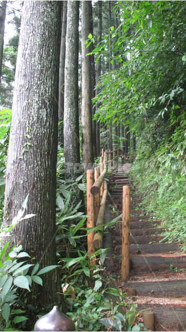 일본여행,숲길,계단,등산로,자연,나무,자연,풍경,nature,landscape,식물,plants,나무,trees,wood,plant