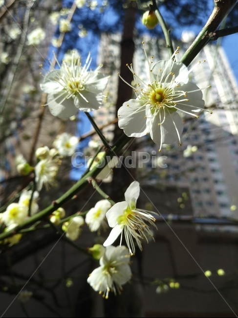 매화,봄,꽃,아침,flower,근접촬영,spring,morning,closeup,암술,수술,식물,자연,plants,nature,꽃,flower
