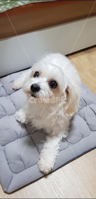 강아지,몰티즈,말티즈,댕댕이,멍멍이,귀여운강아지,개,동글동글