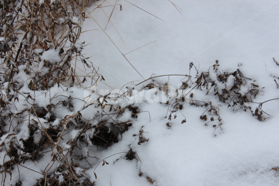 겨울,겨울풍경,눈,분위기,snow,겨울아침,시골풍경,한겨울,snowing,풍경,자연,landscape,계절,색감