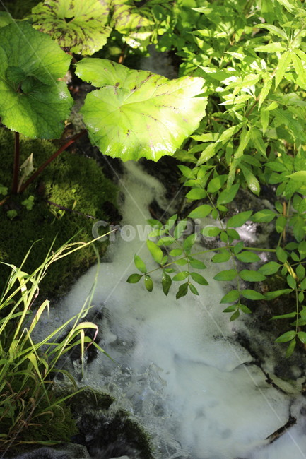 plant,식물,tree,나무,outdoors,옥외,강,강물,폭포,숲,자연,nature