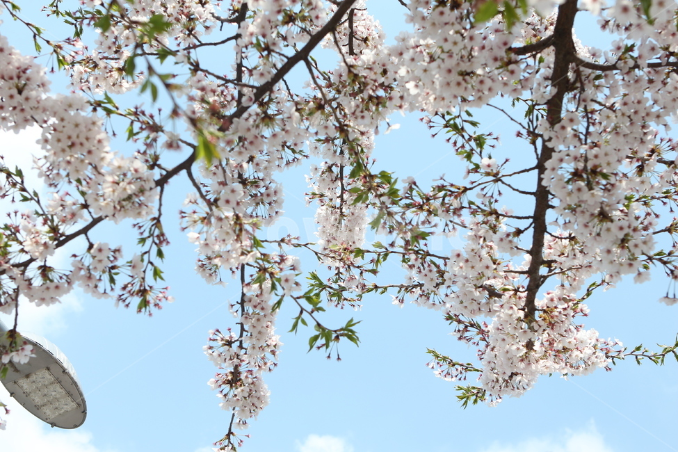 벚꽃,꽃,flower,봄꽃,cherryblossom,벚나무