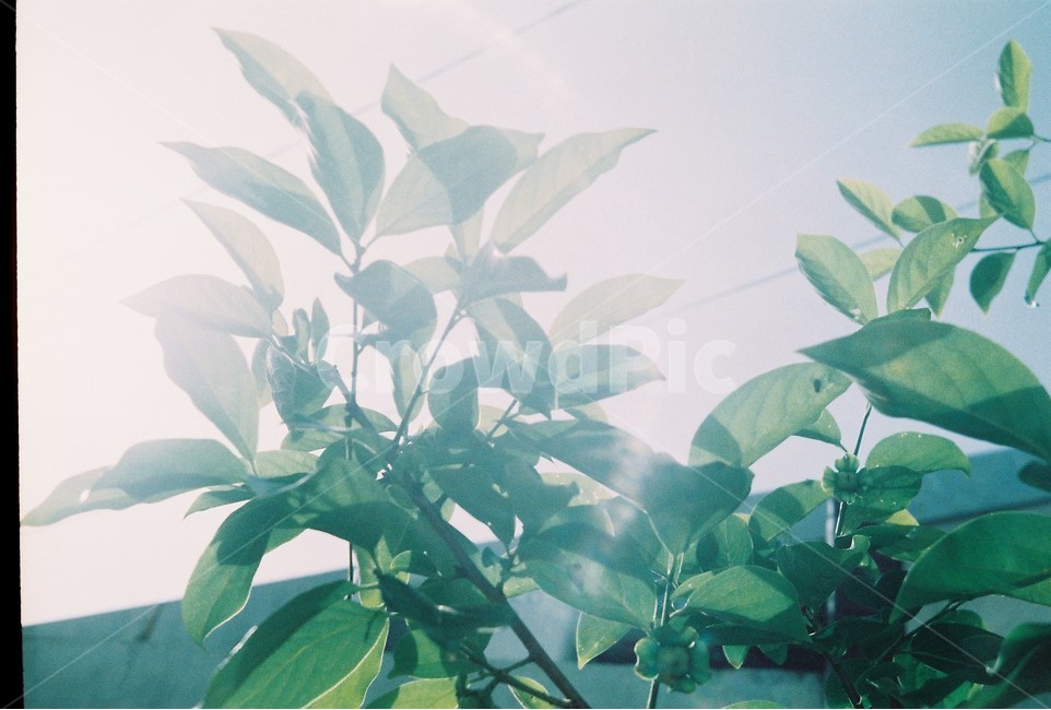 green,풀,잎사귀,필름사진,햇살,식물,자연,plants,nature,감성,sensible,feeling