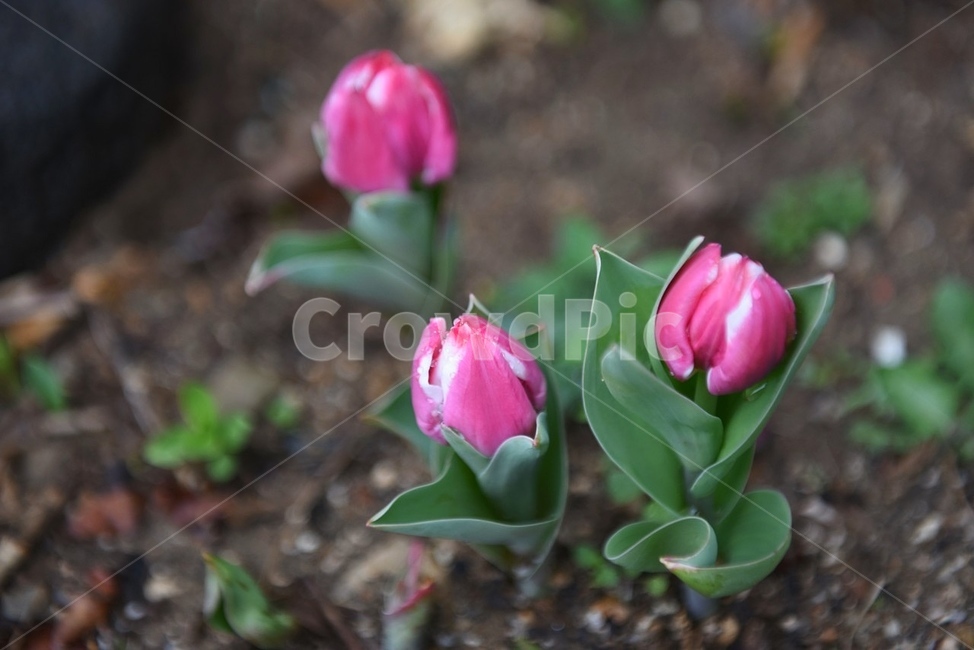 튤립,식물,꽃,tulip,plant,flower,식물,자연,plants,nature,꽃,flower