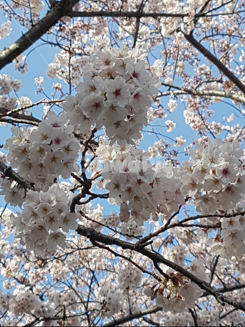 벚꽃,cherryblossom,식물,blossom,꽃,flower