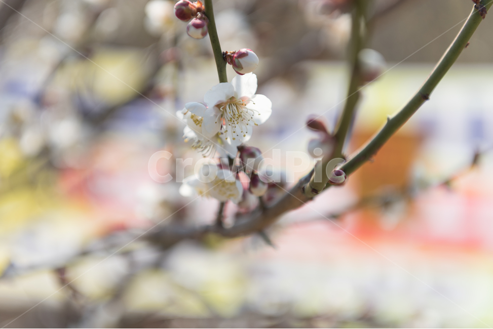 Cherry Blossom,Cherry Blossom Bamboo Festival,plum tree,tree,winter tree,spring tree,flower,Emotional photo,red plum blossom,cherry blossom tree,spring,Plum Festival,tree photo,flower photo,plant,background photo,plum blossom,green plum blossom