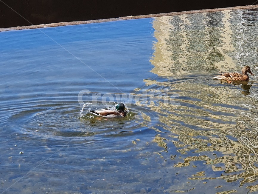 bird,새,animal,동물,water,물,오리,자연,조류