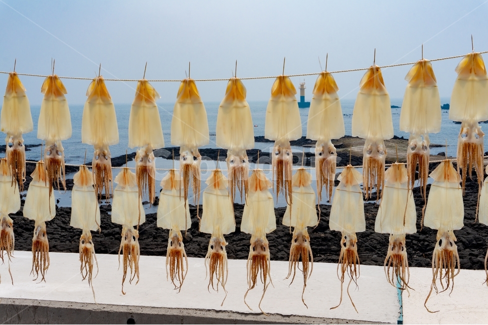오징어,건조,마른오징어,바람,반건조오징어,자연건조,말린오징어,해풍건조,자연해풍,음식,해산물,파랑,자연,열대,제주,해,하늘,야외,바다,동물,전통,갈색,음식,식재료,요리,food,cook,meal,dishes,food reserves,수산물,해산물,fishery products,seafood,산업,industry,industrial,어업,fishery,fishing industry