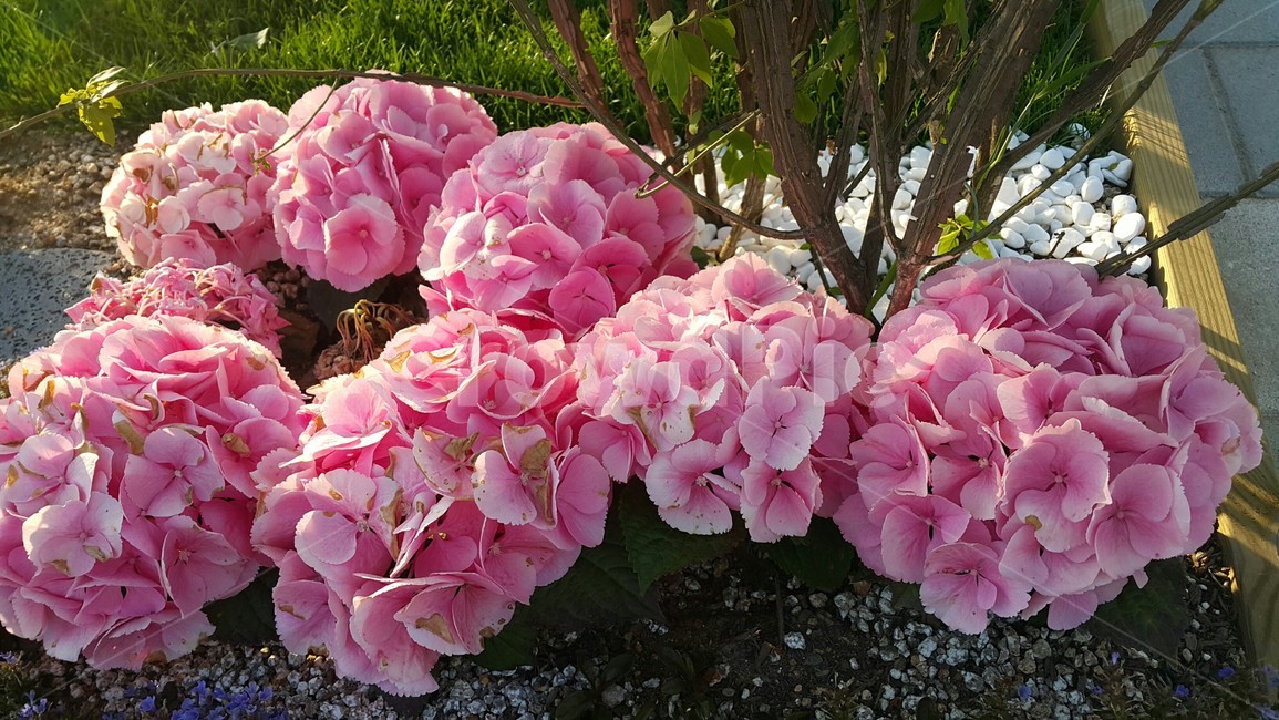 꽃,봄,공원,나들이,식물,컬러,색채,색감,flower,자연,힐링,감성사진