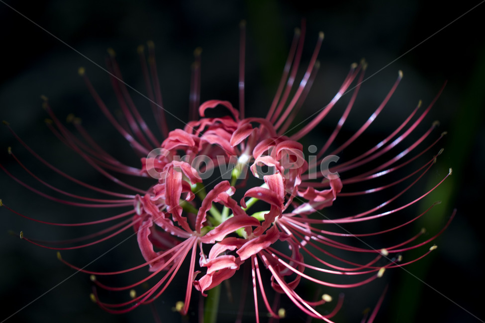 꽃무릇,상사화,꽃,식물,자연,여름,배경,식물,자연,plants,nature,꽃,flower