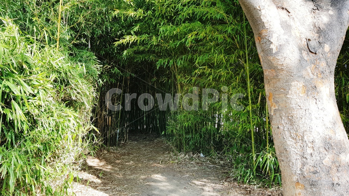 대나무,대나무숲,공원,정원,숲,나무,자연,풍경,nature,landscape,plant,식물,bamboo