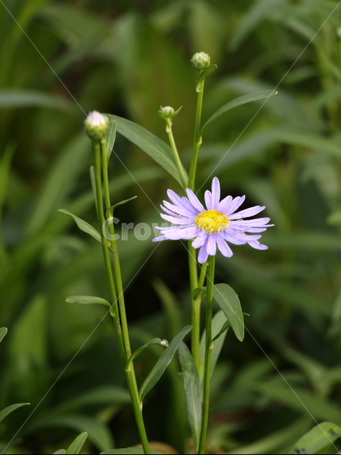 plant,식물,flower,꽃,blossom,식물,자연,plants,nature,꽃,flower