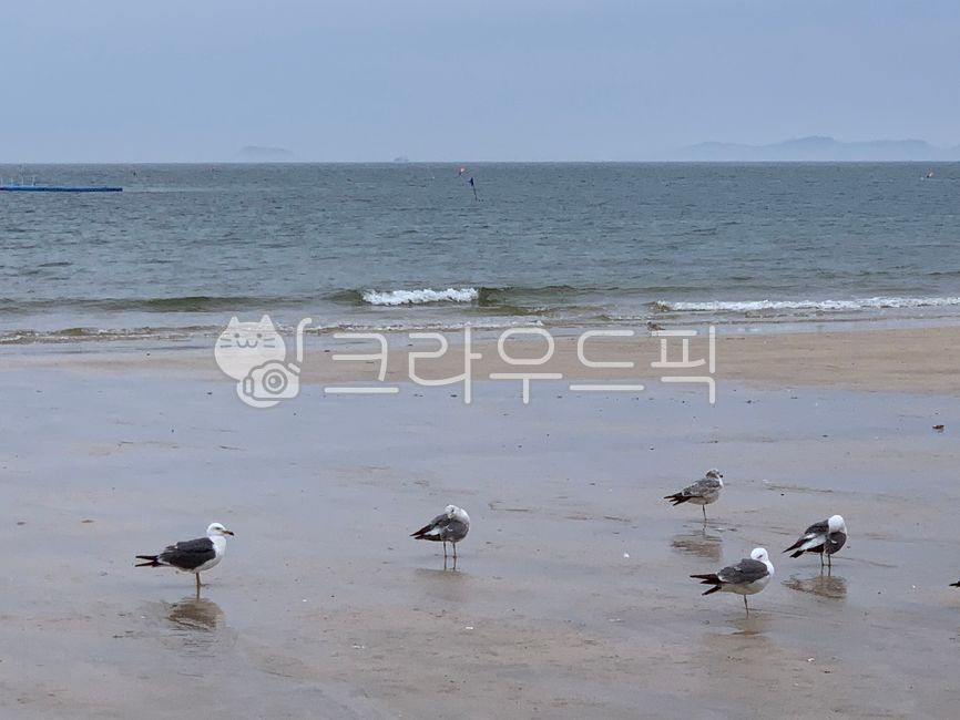 seagull,sea,bird,landscape,sand