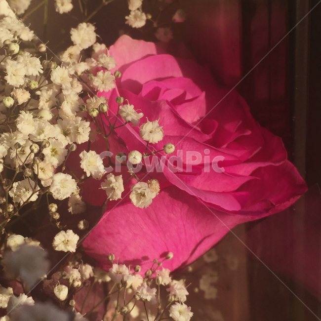 식물,flower,분홍장미,한송이,안개꽃