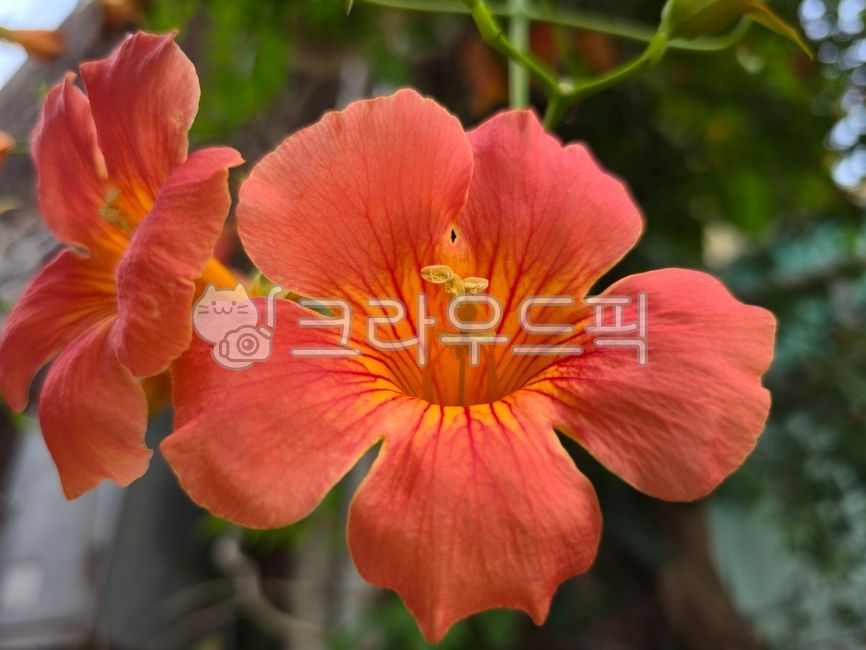 능소화,chinesetrumpetcreeper,덩굴식물,쌍떡잎식물,통화식물,금등화,양반꽃,원추꽃차례