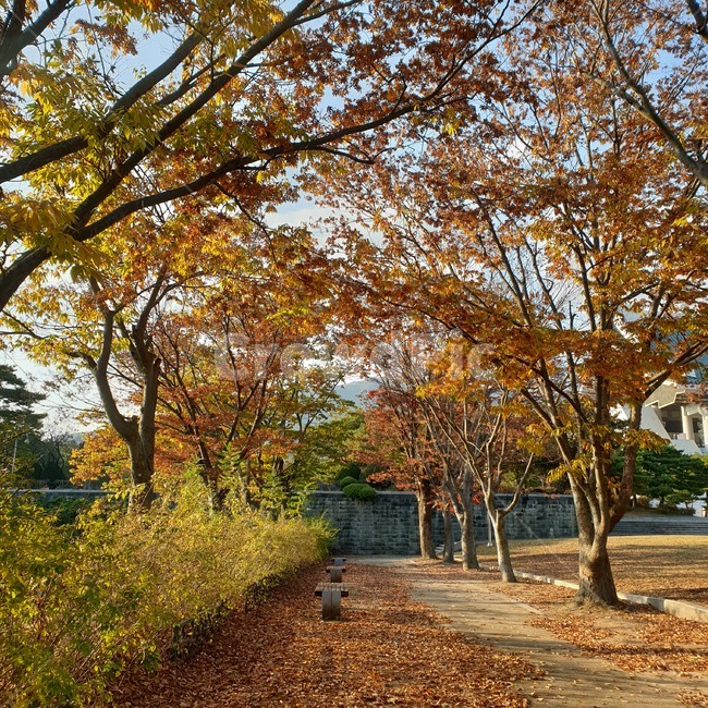 tree,나무,plant,식물,가을,fall,풍경