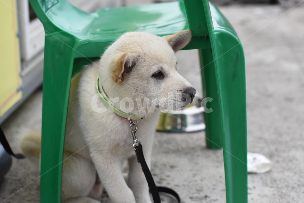 개,강아지,동물,dog,백구,동물,animal,포유류,mammal,개,강아지,dog,doggy