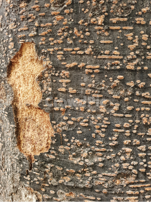 나무,나무텍스쳐,나무껍질,나무질감,질감,텍스쳐,패턴,wood,tree,texture,나무배경,pattern,무늬,자연,식물,나무,trees,wood