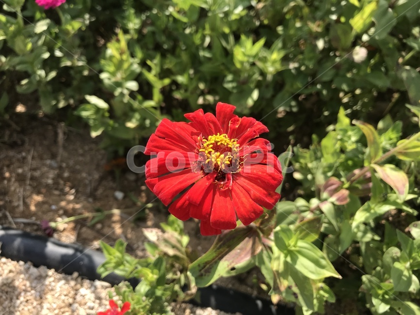 flower,꽃,식물,plant,잔디