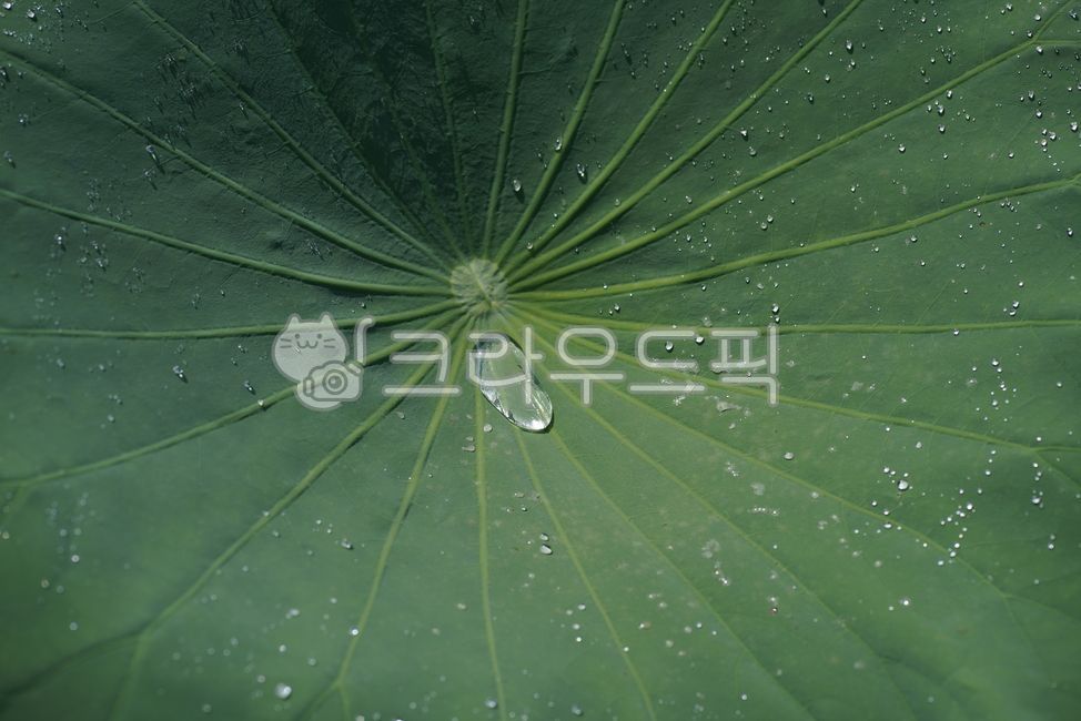 잎,작은물방울,큰물방울,식물,연잎