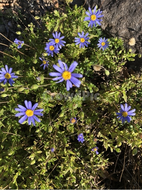 식물,blossom,flower,plant,자연,꽃