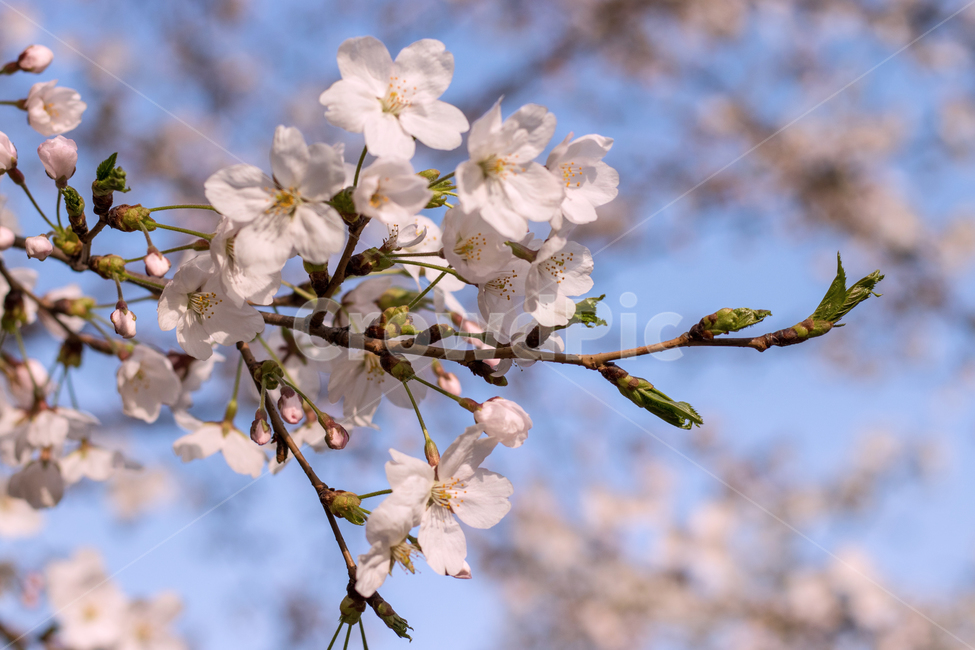 벚꽃축제,벚꽃,벚꽃나무,벚꽃잎,봄나무,봄날씨,spring,개화,개나리,진달래,봄꽃,봄꽃축제,꽃축제,낙화,cherryblossom,season,따뜻함,엽서,사진,봄사진,봄엽서,커버,letter,post,소포,postal,봄,계절,spring,season,식물,자연,plants,nature,꽃,flower,plant,blossom