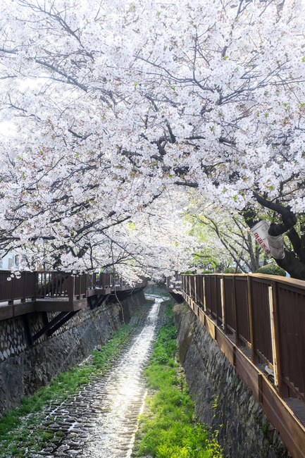 풍경,계절,봄,벚꽃,aprile,4월,하천,cherryblossom,river,landscape,마산,masan,light,햇빛,빛,봄,계절,spring,season,plant,식물,flower,꽃,blossom