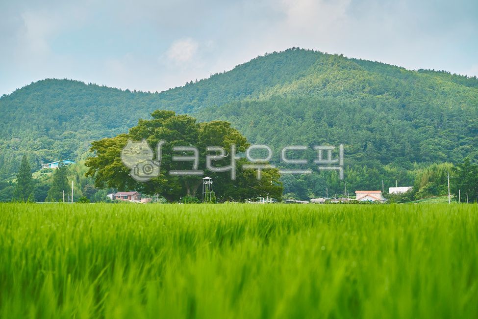 Hackberry,Rural,rice farming,nature,countryside,rural village,grassland