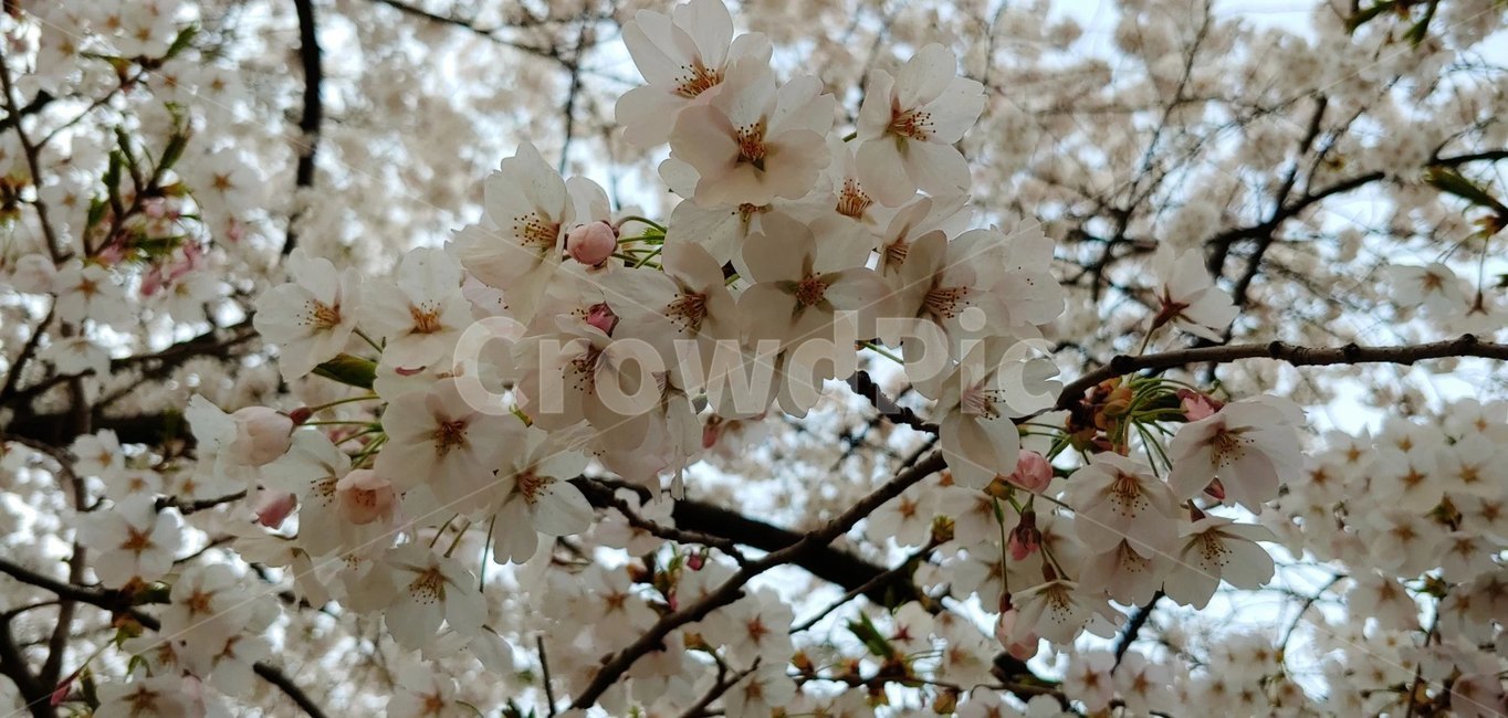 벚꽃,꽃,봄,벛꽃축제,배경