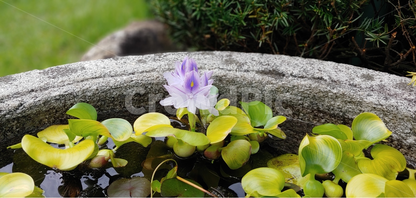 식물,꽃,자연,수생식물,부레옥잠,연보라,여름꽃,식물,자연,plants,nature,꽃,flower