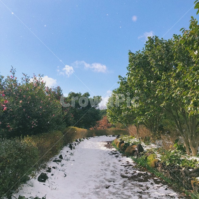 나무,초록,눈,하늘,구름,겨울,계절,winter,season,자연,풍경,nature,landscape,gravel,자갈,dirt road,흙길,road,도로,ground,바닥,tree,plant,식물