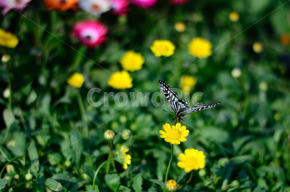 나비,꽃,곤충,봄,가을,식물,자연,plants,nature,꽃,flower,곤충,벌레,insect,bug