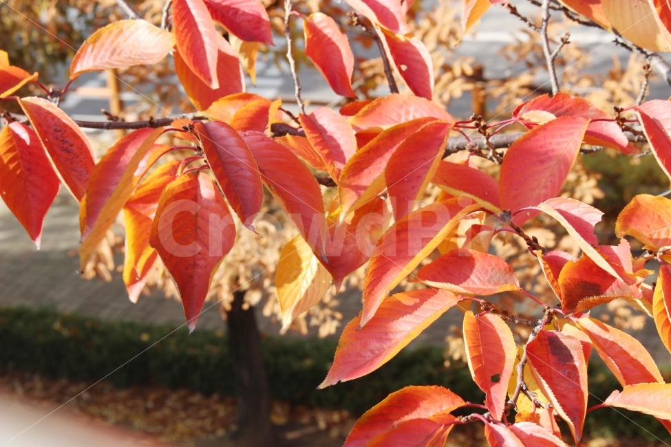 나무,나뭇잎,나무잎,잎,단풍,알록달록,식물,가지,야외,정원,가을,식물,자연,plants,nature,가을,계절,fall,autumn,season,leaf,plant,tree
