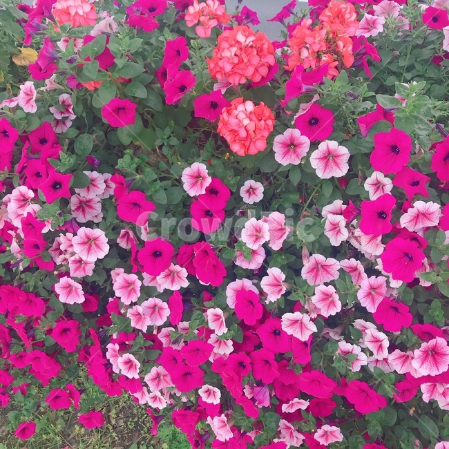 나팔꽃,꽃,식물,수국,붉은꽃,붉은수국,핑크나팔꽃,식물,자연,plants,nature,꽃,flower