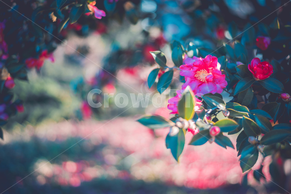 plant,식물,동백,나무,꽃,식물,자연,plants,nature,꽃,flower
