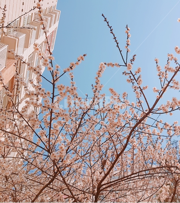 꽃,벚꽃,벚나무,봄,꽃잎,하늘,식물,자연,봄,계절,spring,season,plant