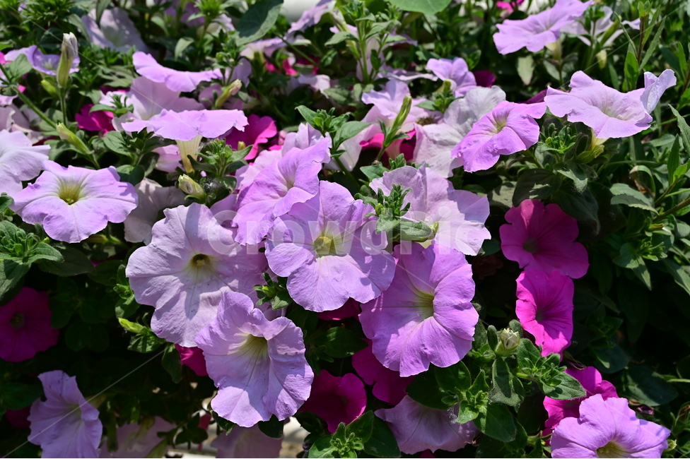 꽃,flower,들꽃,봄꽃,봄