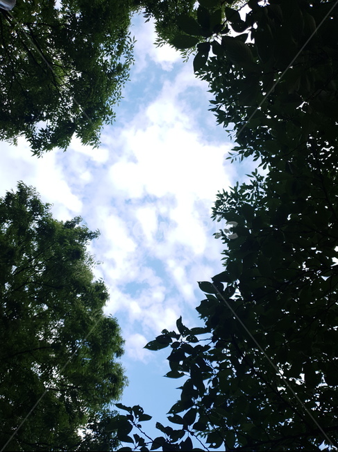 숲속,하늘,자연,tree,나무,plant,식물,빛,자연,풍경,nature,landscape