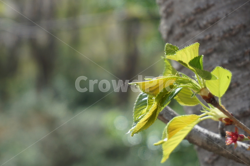 봄,4월,벚꽃나무,녹색,나뭇잎,꽃잎떨어지다,새순,봄,계절,spring,season,식물,자연,plants,nature,plant,leaf,잎,veins,정맥