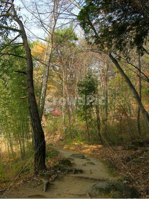 지리산,나무,산,숲,자연,풍경,가을,길,오솔길,산길,산책로,산책길,흙길,숲길,나무기둥,자연,풍경,nature,landscape,ground,바닥,tree,plant,식물,tree trunk,나무 줄기