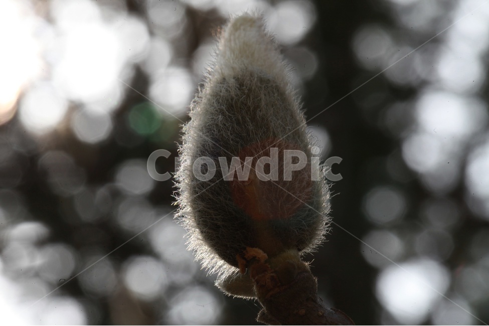 목련,몽오리,매크로,확대,봄꽃,봄,계절,spring,season,식물,자연,plants,nature,꽃,flower,bud,싹,blossom,sprout,새싹,plant
