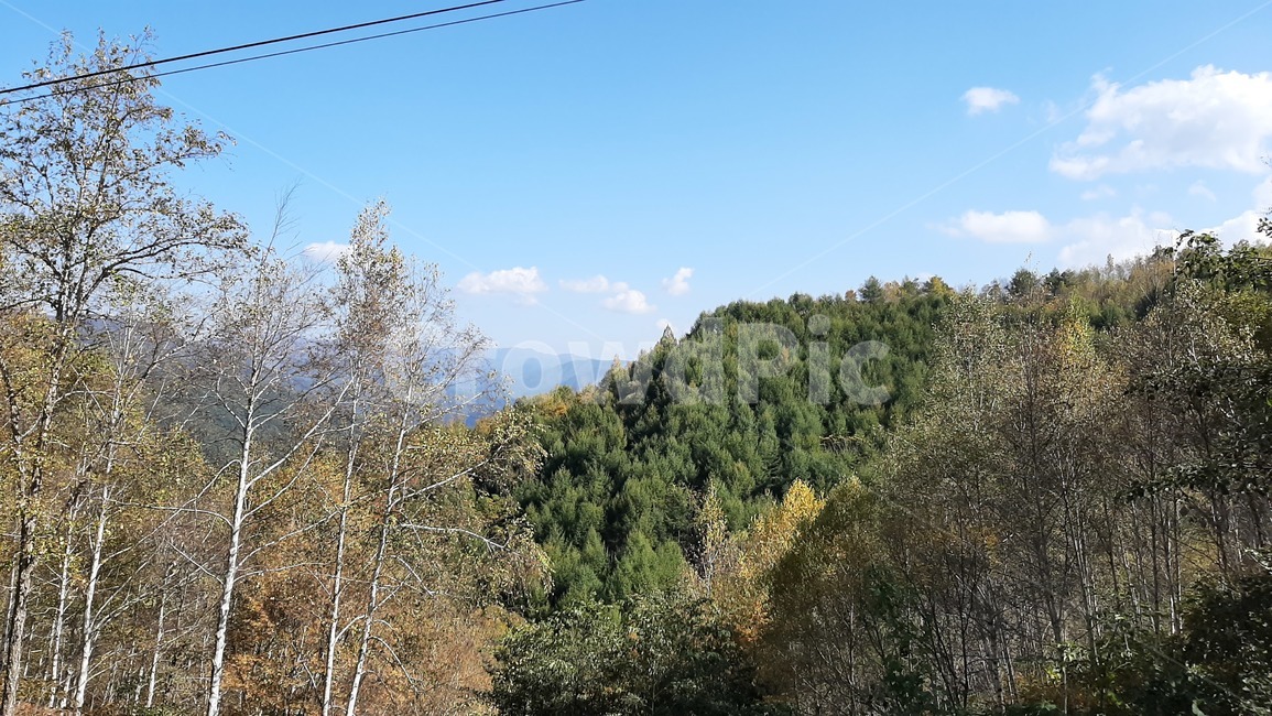 숲,하늘,산,나무,풍경,이쁜하늘,tree,자작나무